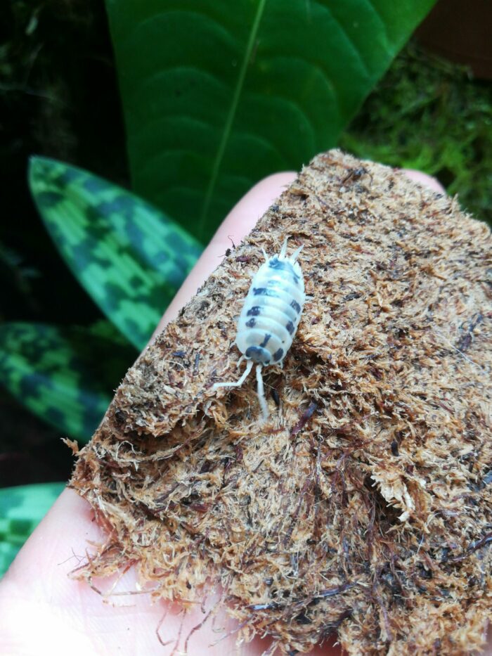 Isopodes - Porcellio laevis “Dairy cow” - 10 individus toutes tailles – Image 5