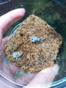 Isopodes - Porcellio laevis “Dairy cow” - 10 individus toutes tailles
