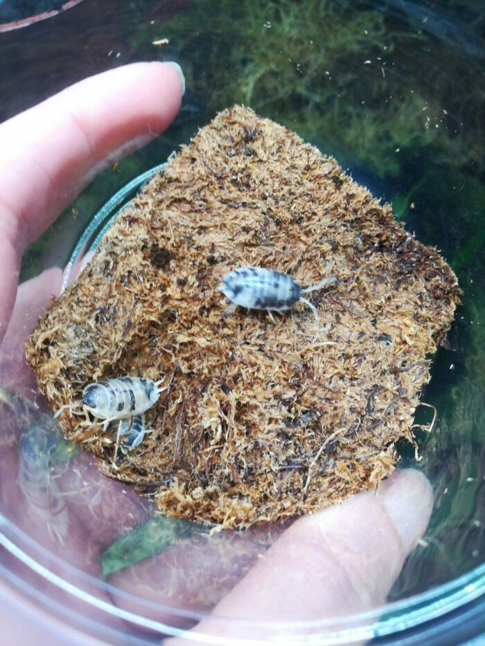 Isopodes - Porcellio laevis “Dairy cow” - 10 individus toutes tailles – Image 6