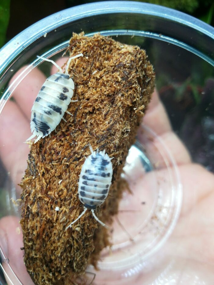 Isopodes - Porcellio laevis “Dairy cow” - 10 individus toutes tailles – Image 7