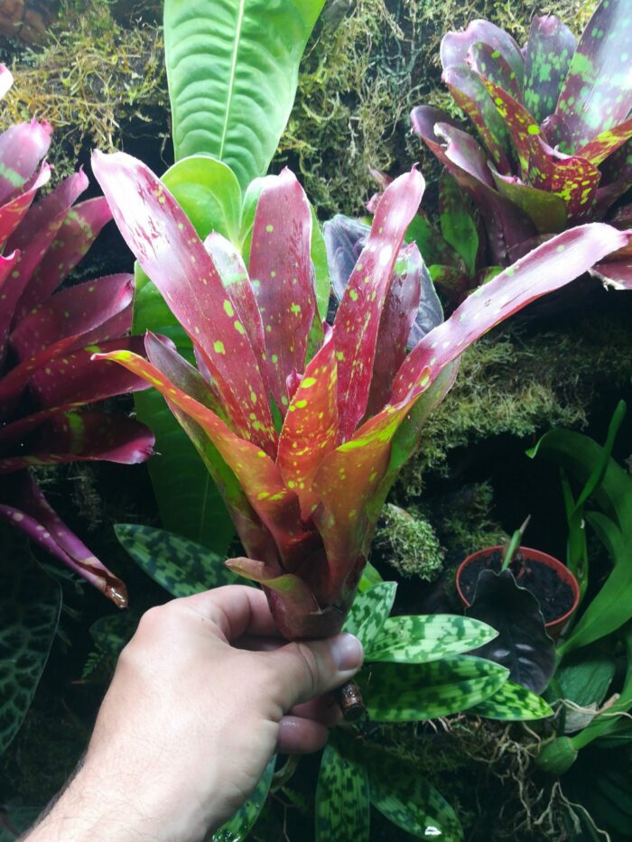 Neoregelia Juicy fruit – Image 2