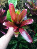 Neoregelia Juicy fruit