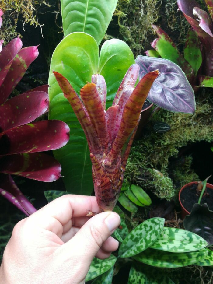 Neoregelia Punctatissima rubra hybrid