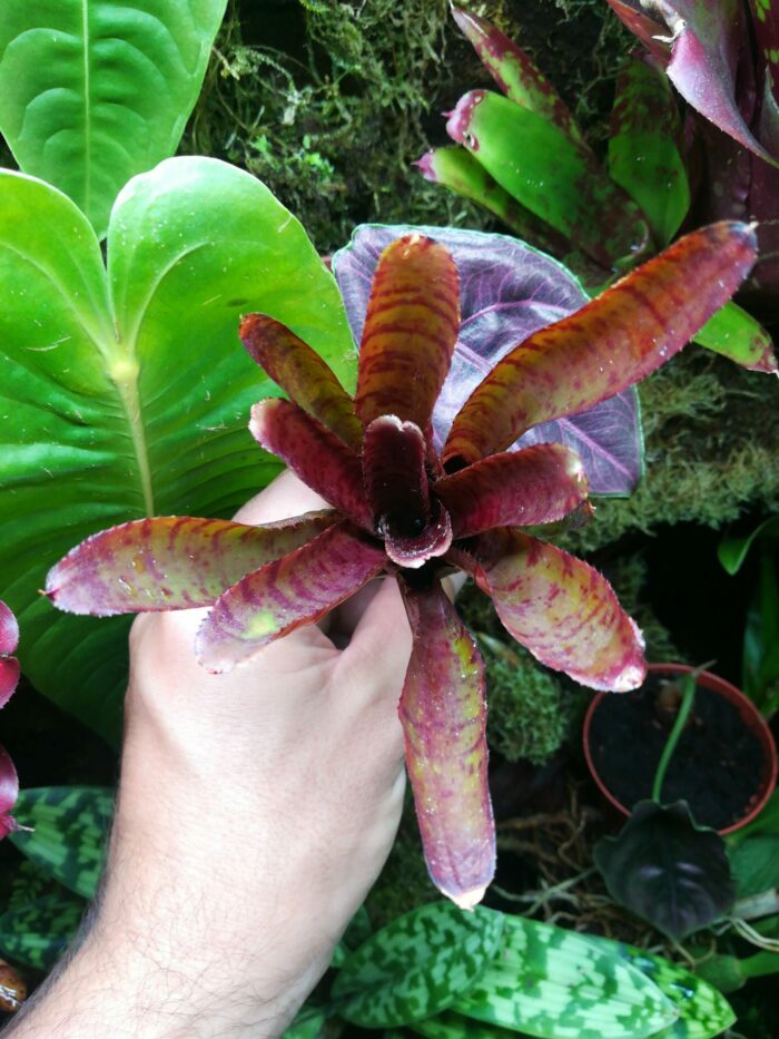 Neoregelia Punctatissima rubra hybrid – Image 2