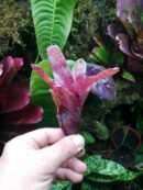 Neoregelia Red Waif