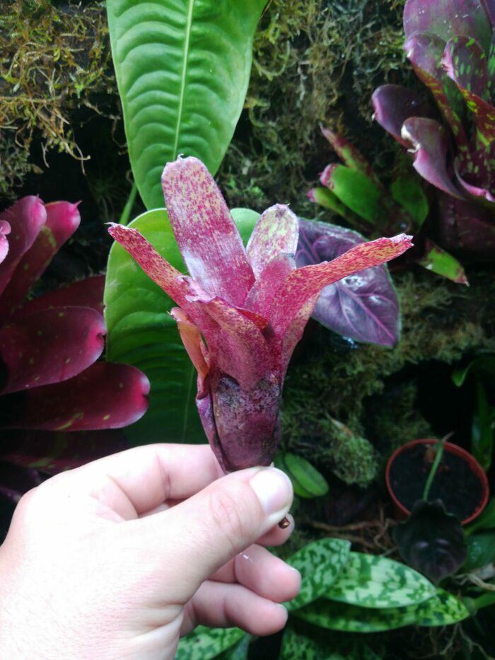 Neoregelia Red Waif