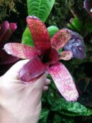 Neoregelia Red Waif