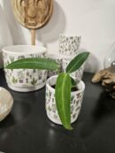Cache pot "plant lover" Small