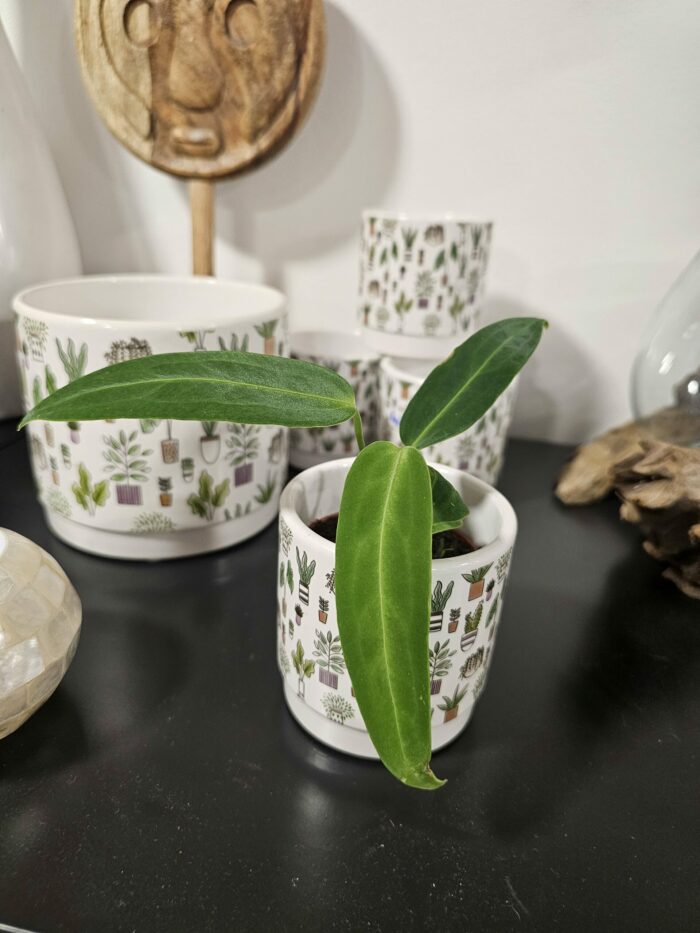 Cache pot "plant lover" Small