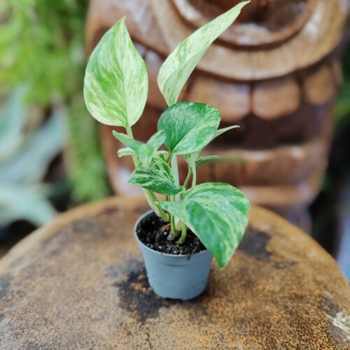 Pothos marble queen