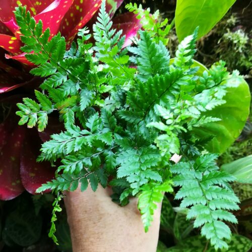 Fougère - Polystichum tsussimense