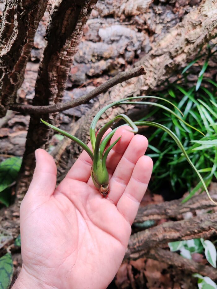 Tillandsia pseudobaileyi