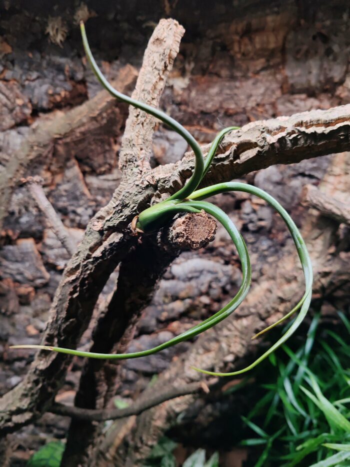 Tillandsia pseudobaileyi – Image 2