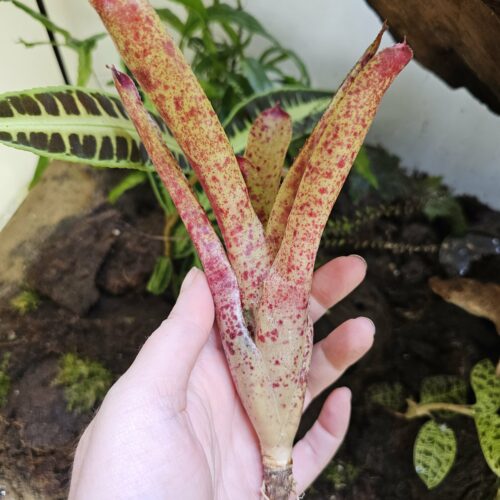 Neoregelia Heart of Blood