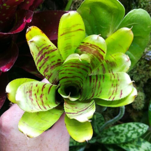 Neoregelia Felina  [ moyenne ]