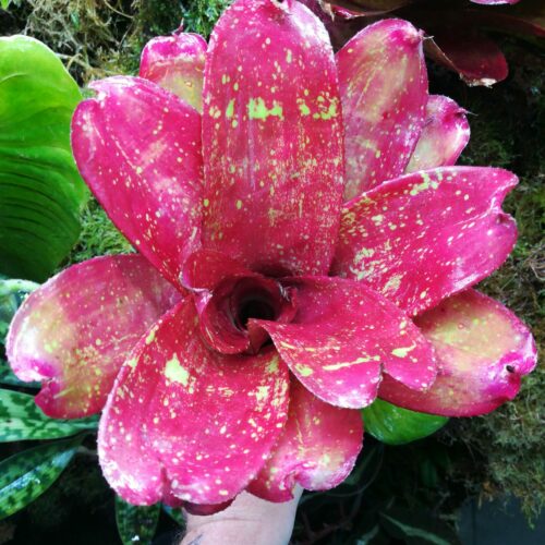 Neoregelia Rococo Face