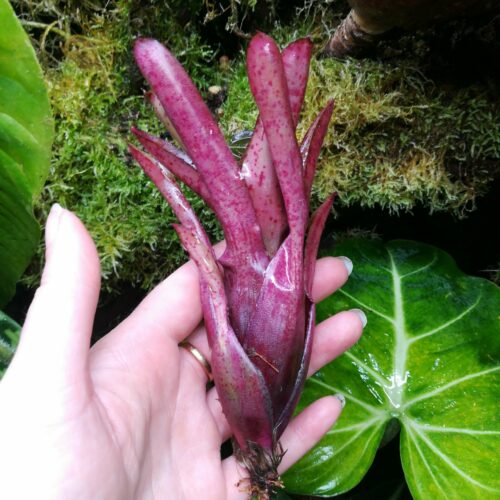 Neoregelia Red Measels