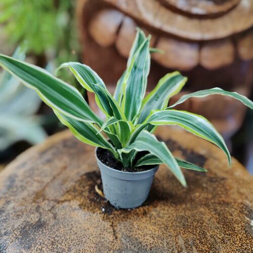 Dracaena fragrans "Malaika"