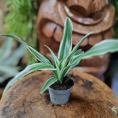 Dracaena fragans "White jewel"