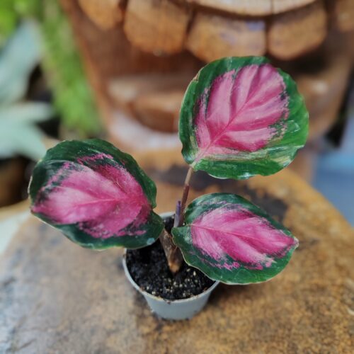 Calathéa Roseopicta rosy