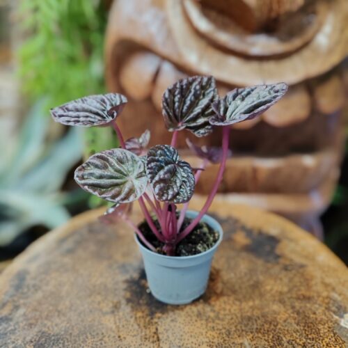 Peperomia caperata "Red Luna"