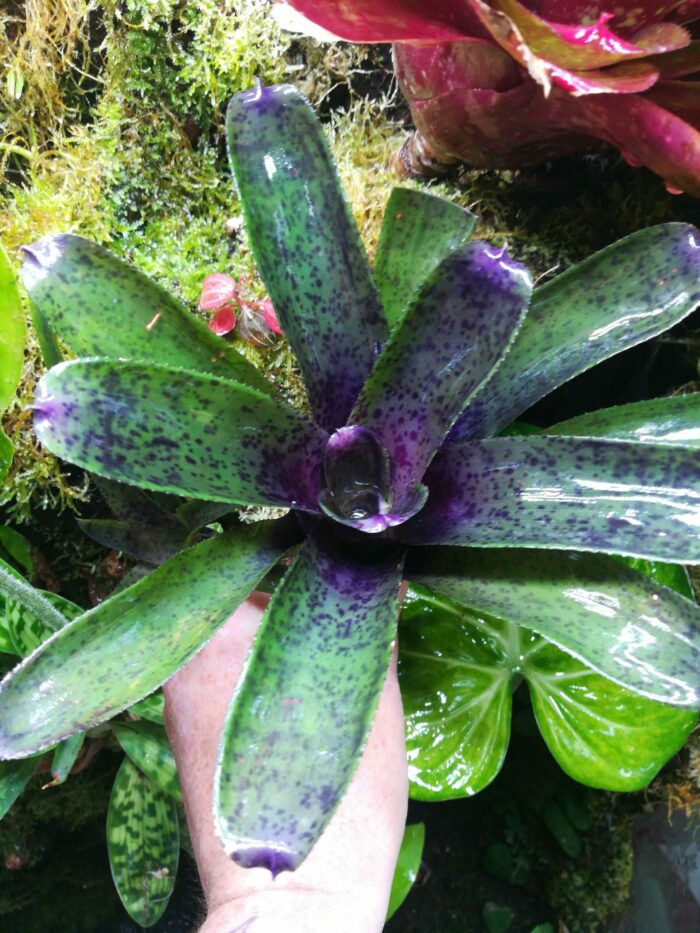 Neoregelia Shamrock x Fireball x Pauciflora