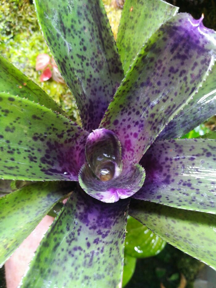 Neoregelia Shamrock x Fireball x Pauciflora – Image 2