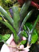 Neoregelia Shamrock x Fireball x Pauciflora