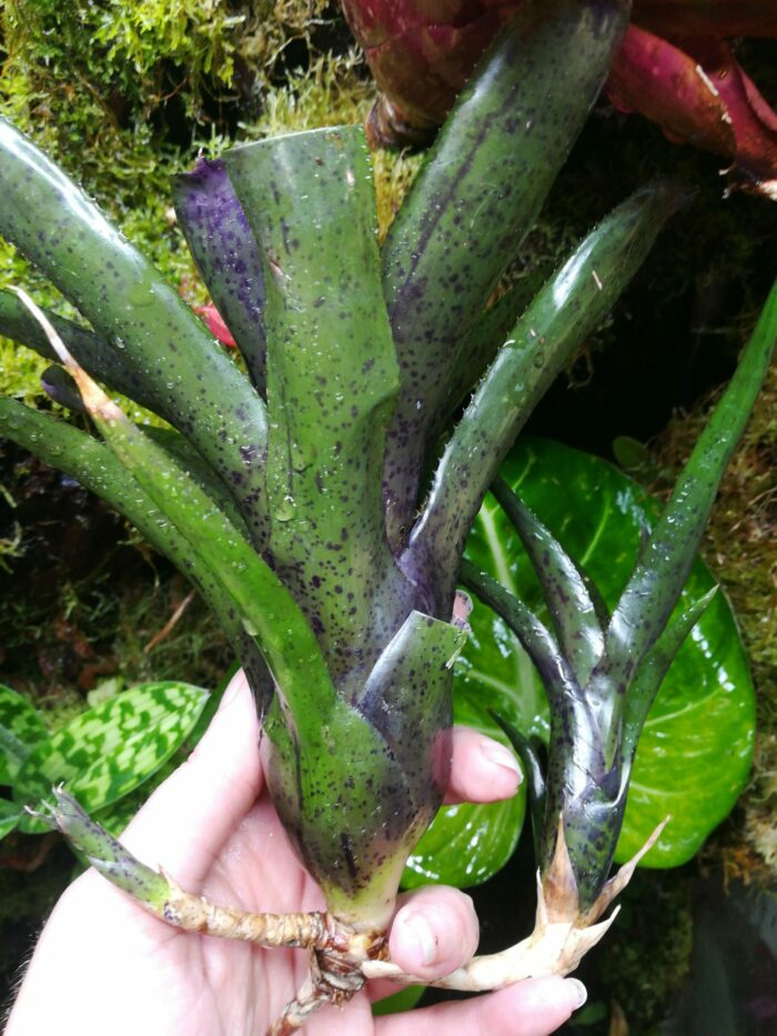 Neoregelia Shamrock x Fireball x Pauciflora – Image 3