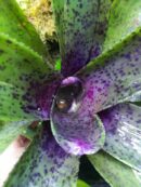 Neoregelia Shamrock x Fireball x Pauciflora