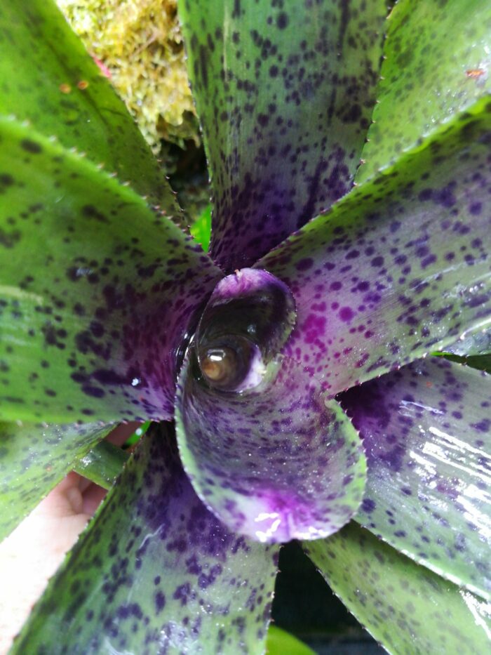 Neoregelia Shamrock x Fireball x Pauciflora – Image 4