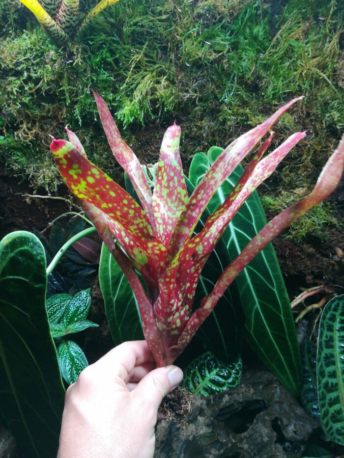 Neoregelia olens x Gezpacho – Image 2