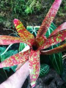 Neoregelia olens x Gezpacho