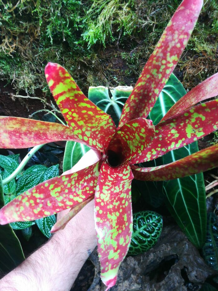 Neoregelia olens x Gezpacho