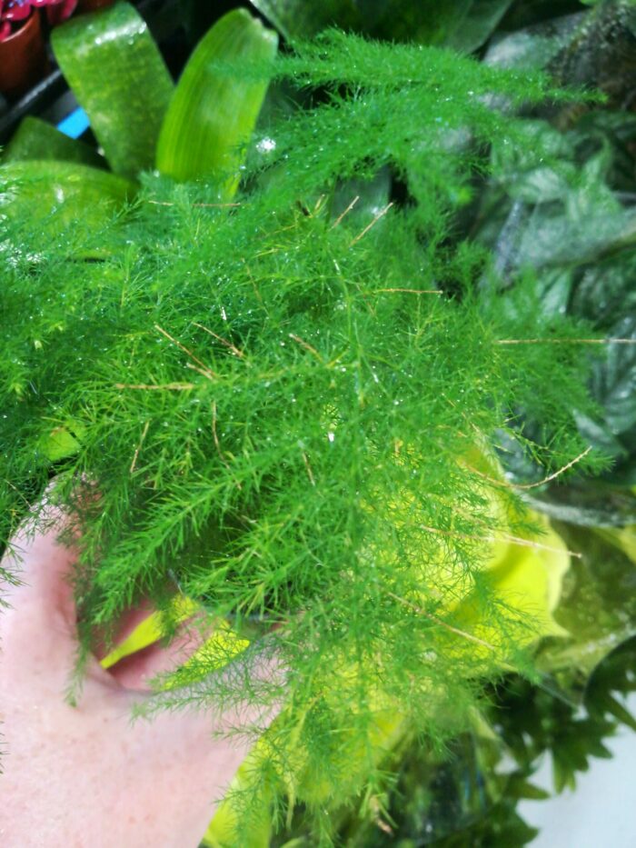 Asparagus Setaceus – Image 3