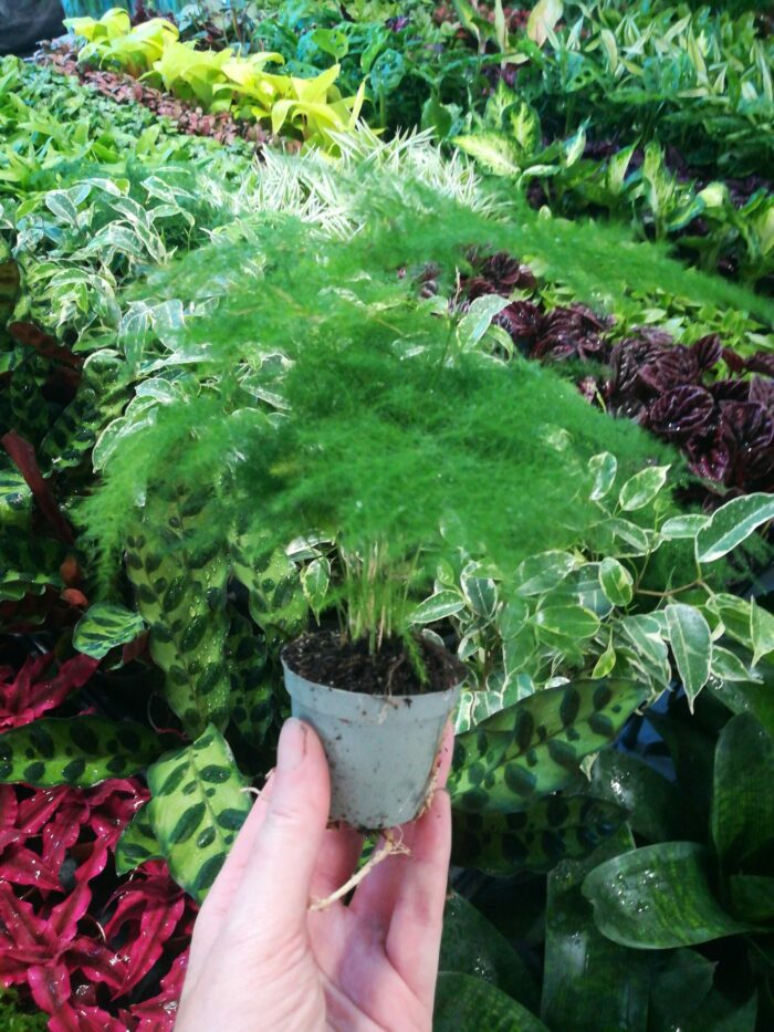 Asparagus Setaceus