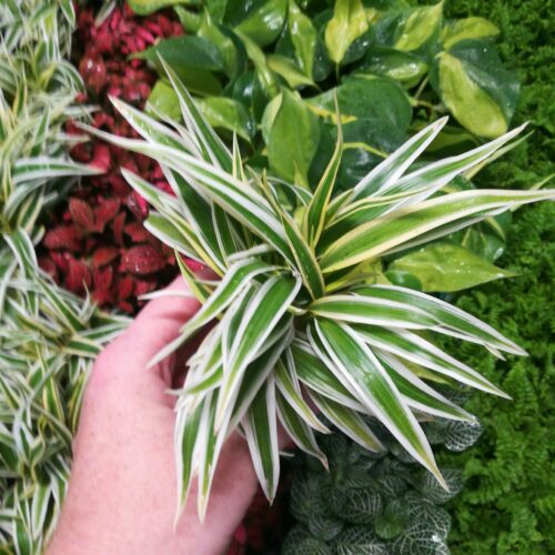 Chlorophytum comosum Variegatum