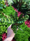 Calathea Lancifolia