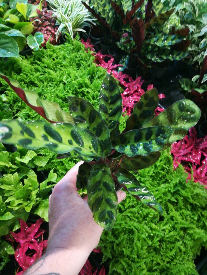 Calathea Lancifolia – Image 3