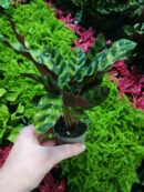 Calathea Lancifolia