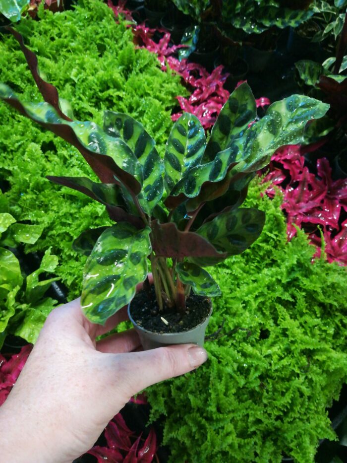 Calathea Lancifolia – Image 2