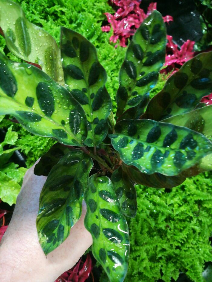 Calathea Lancifolia