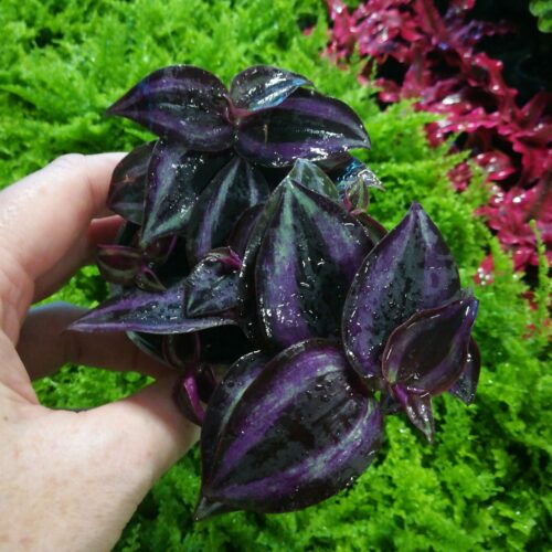 Tradescantia zebrina "Purple Joy"