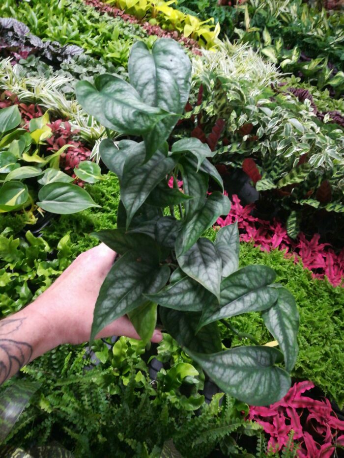 Monstera siltepecana – Image 6