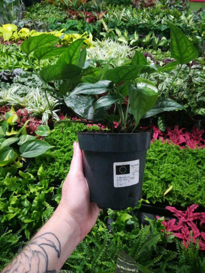 Monstera siltepecana – Image 5