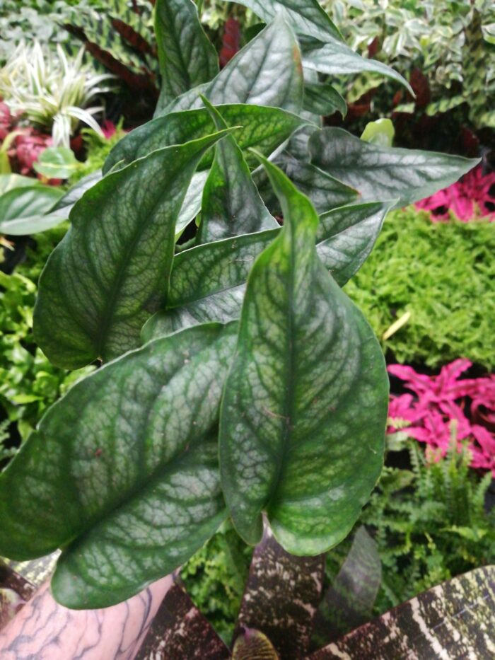 Monstera siltepecana – Image 3