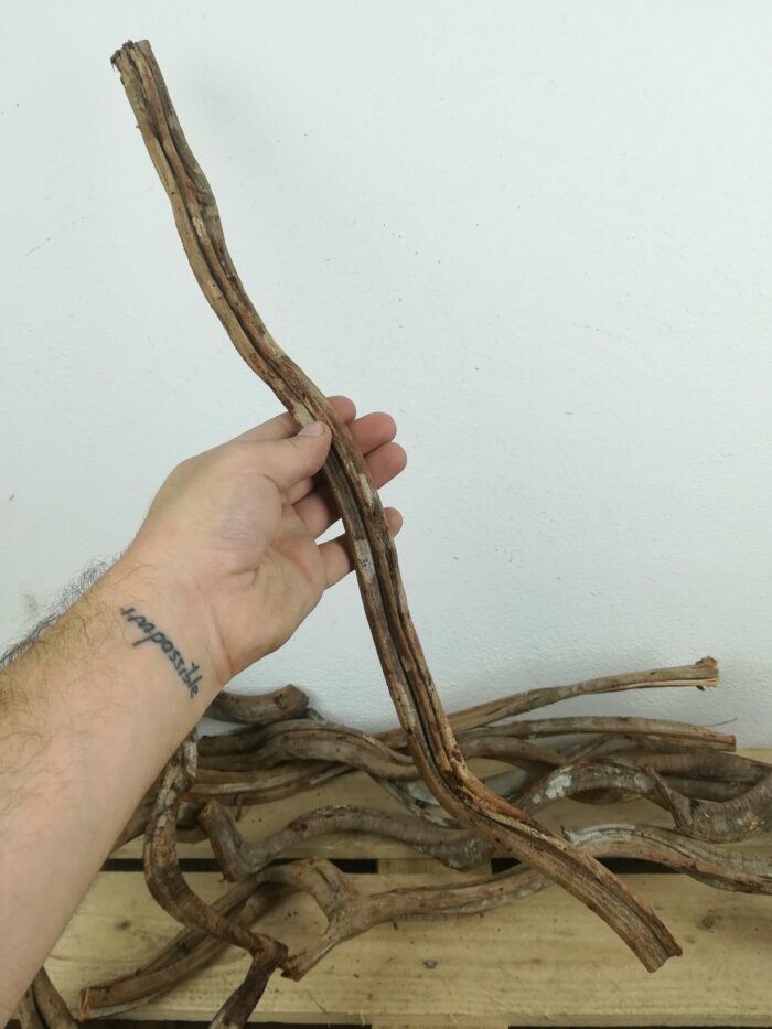 Liane naturelle pour terrarium - Environ 50/60cm de long – Image 6