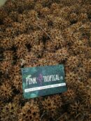 100% Naturel "Fruits de liquidambar" - Lot de 6