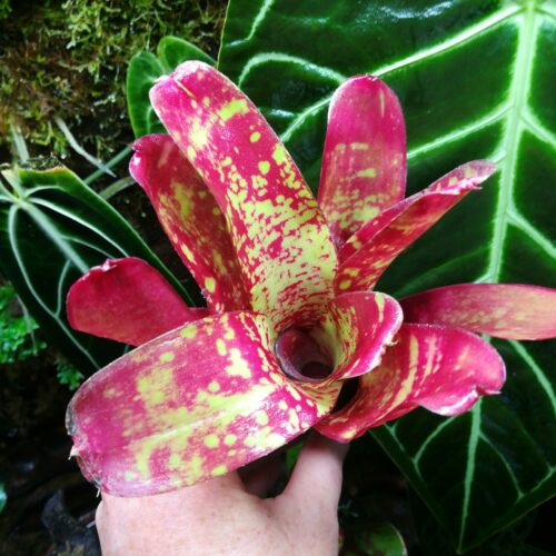 Neoregelia Inca x Fireball