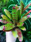 Neoregelia Howzit
